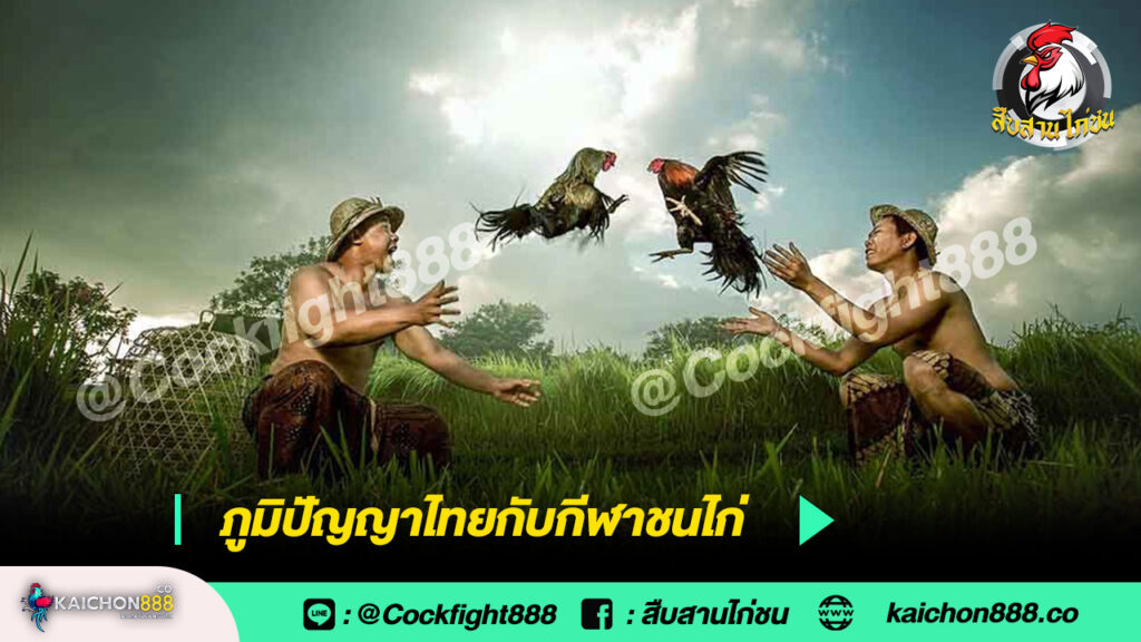 ภูมิปัญญาไทยกับกีฬาชนไก่