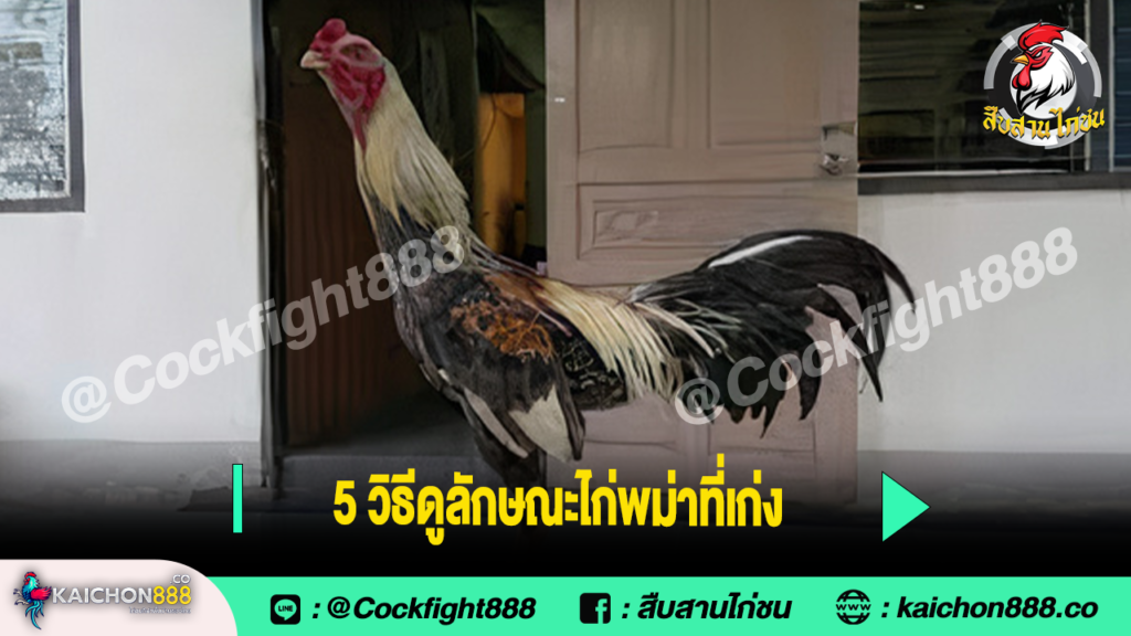 5 วิธีดูลักษณะไก่พม่าที่เก่ง 