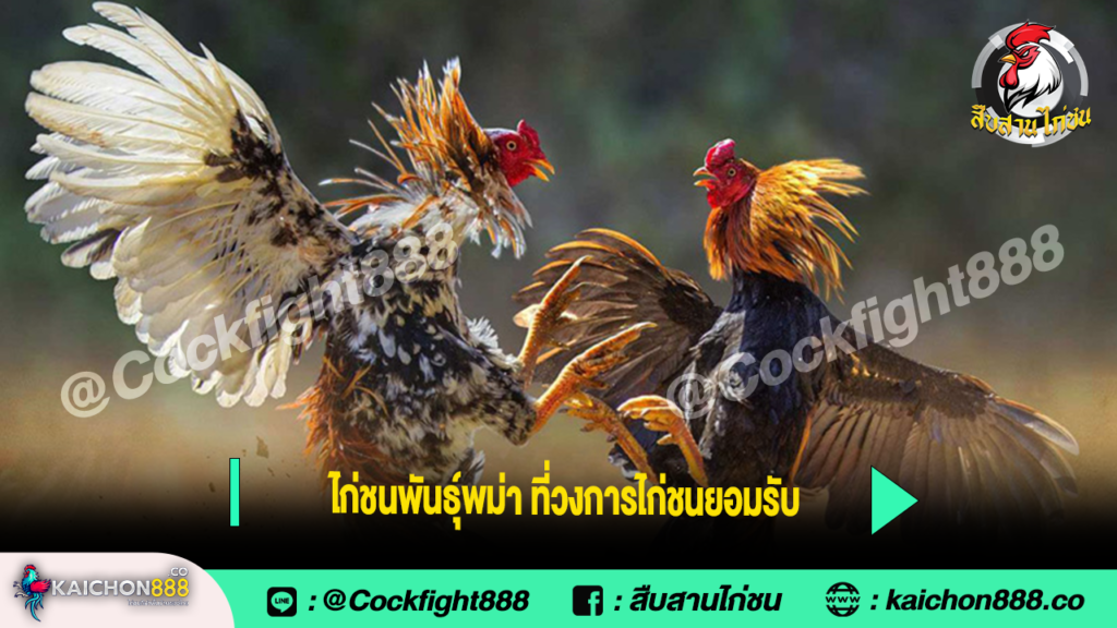 ไก่ชนพันธุ์พม่า ที่วงการไก่ชนยอมรับ
