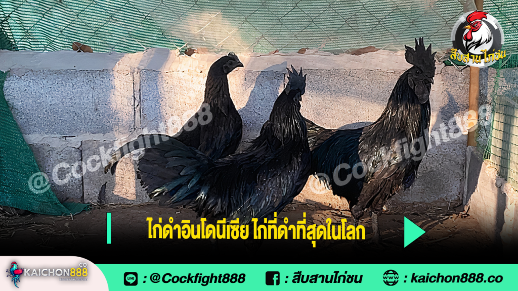 ไก่ดำอินโดนีเซีย ไก่ที่ดำที่สุดในโลก
