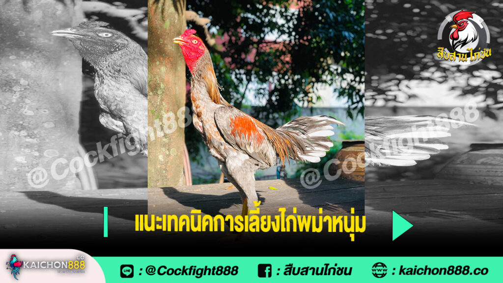 แนะเทคนิคการเลี้ยงไก่พม่าหนุ่ม
