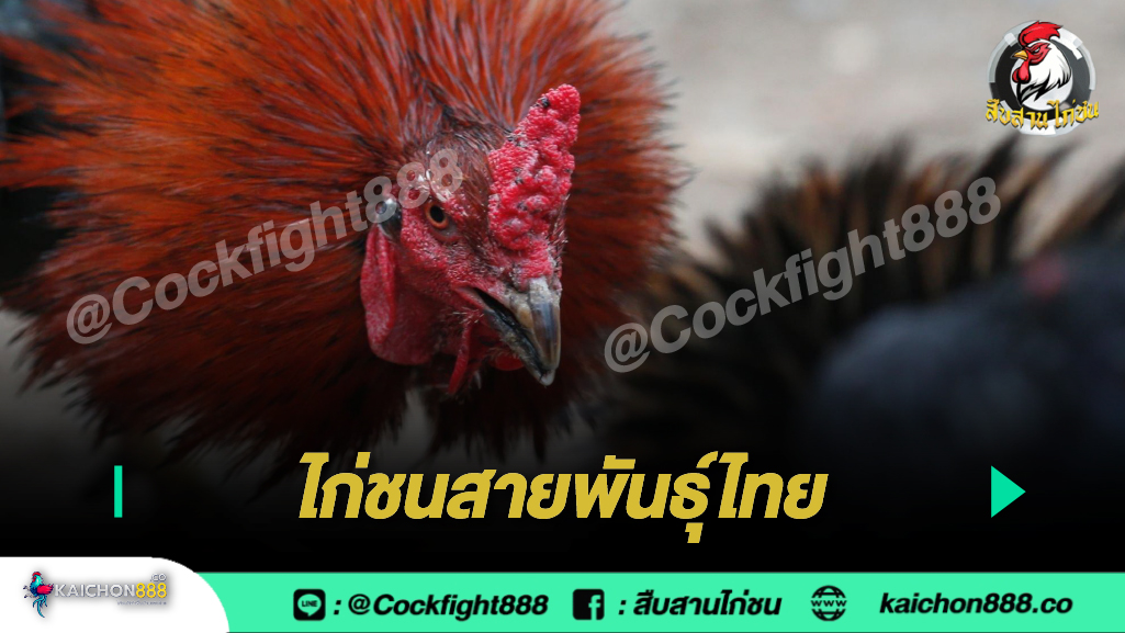 ไก่ชนสายพันธุ์ไทย และข้อมูลต่างๆ เกี่ยวสายพันธุ์ไก่ชนในประเทศไทย