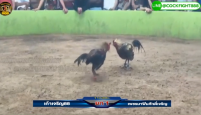 ไฮไลท์ไก่ สนามชนไก่เรือนไทยอินเตอร์ เก้าเจริญ88 vs เพชรมาฟินศักดิ์เจริญ วันที่ 19 เม.ย. 67