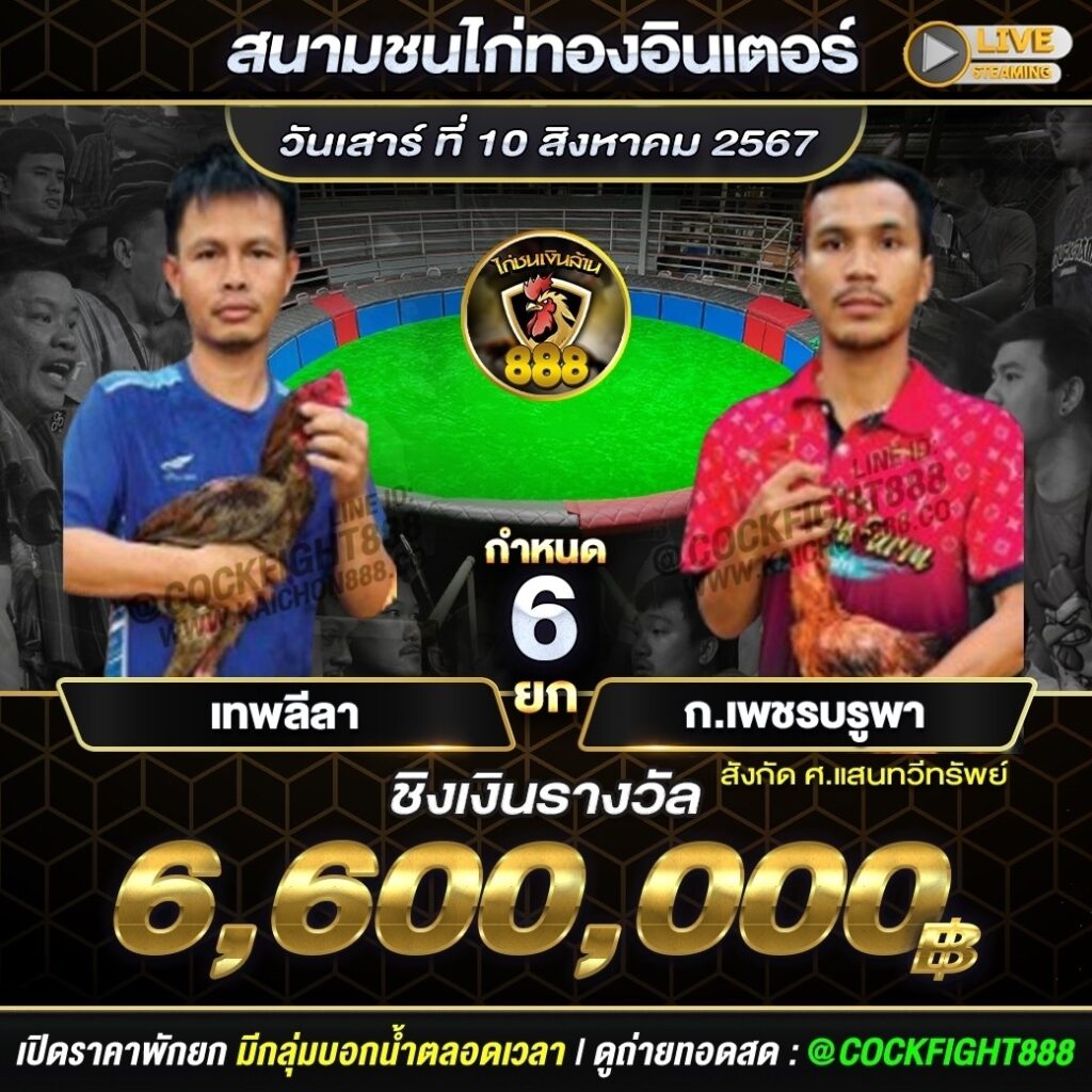 โปรแกรมไก่ชน สนามชนไก่ทองอินเตอร์ วันที่ 10 ส.ค. 67