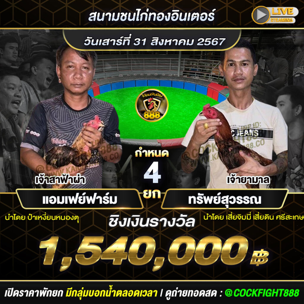 โปรแกรมไก่ชน สนามชนไก่ทองอินเตอร์ วันที่ 31 ส.ค. 67