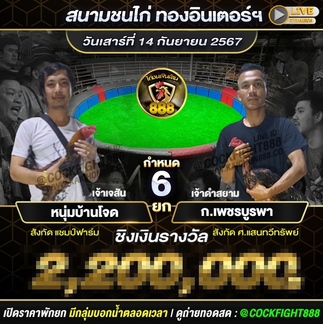 โปรแกรมไก่ชน สนามชนไก่ทองอินเตอร์ วันที่ 14 ก.ย. 67