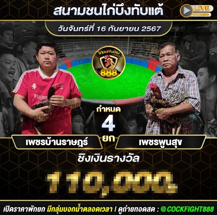 โปรแกรมไก่ชน สนามชนไก่บึงทับแต้ วันที่ 16 ก.ย. 67