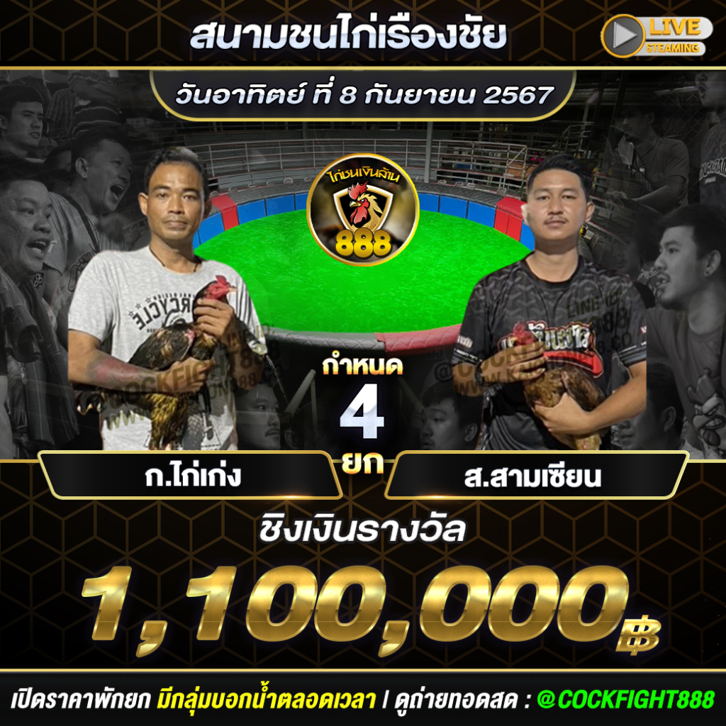 โปรแกรมไก่ชน  สนามชนไก่เรืองชัย วันที่ 08 ก.ย. 67