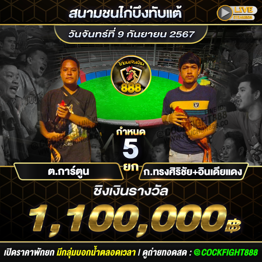 โปรแกรมไก่ชน  สนามชนไก่บึงทับแต้ วันที่ 09 ก.ย. 67