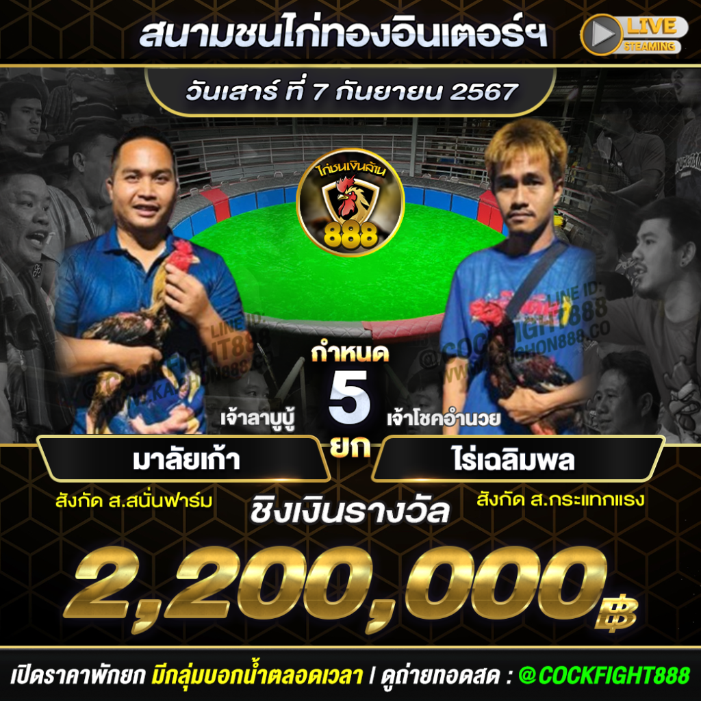 โปรแกรมไก่ชน  สนามชนไก่ทองอินเตอร์ วันที่ 07 ก.ย. 67