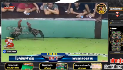 ไฮไลท์ไก่ชน สนามชนไก่ดีดีอนันตชัย โชคชัยฟาร์ม vs เพชรคลองลาน วันที่ 27 ต.ค. 67