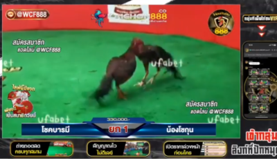 ไฮไลท์ไก่ชน สนามบึงทับแต้ น้องโชกุน vs โชคบารมี วันที่ 21 ต.ค. 67